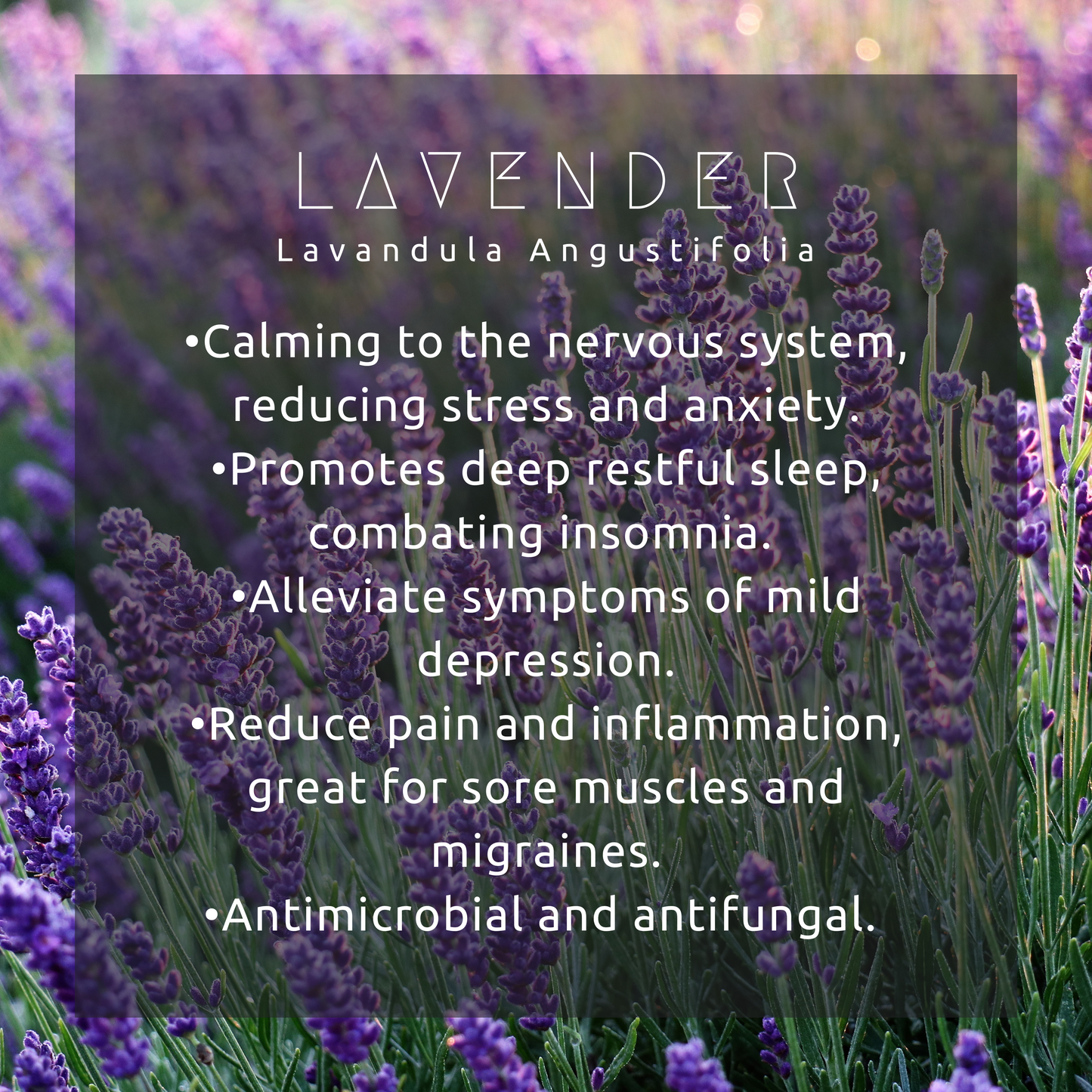 Deep Restorative Sleep Elixir