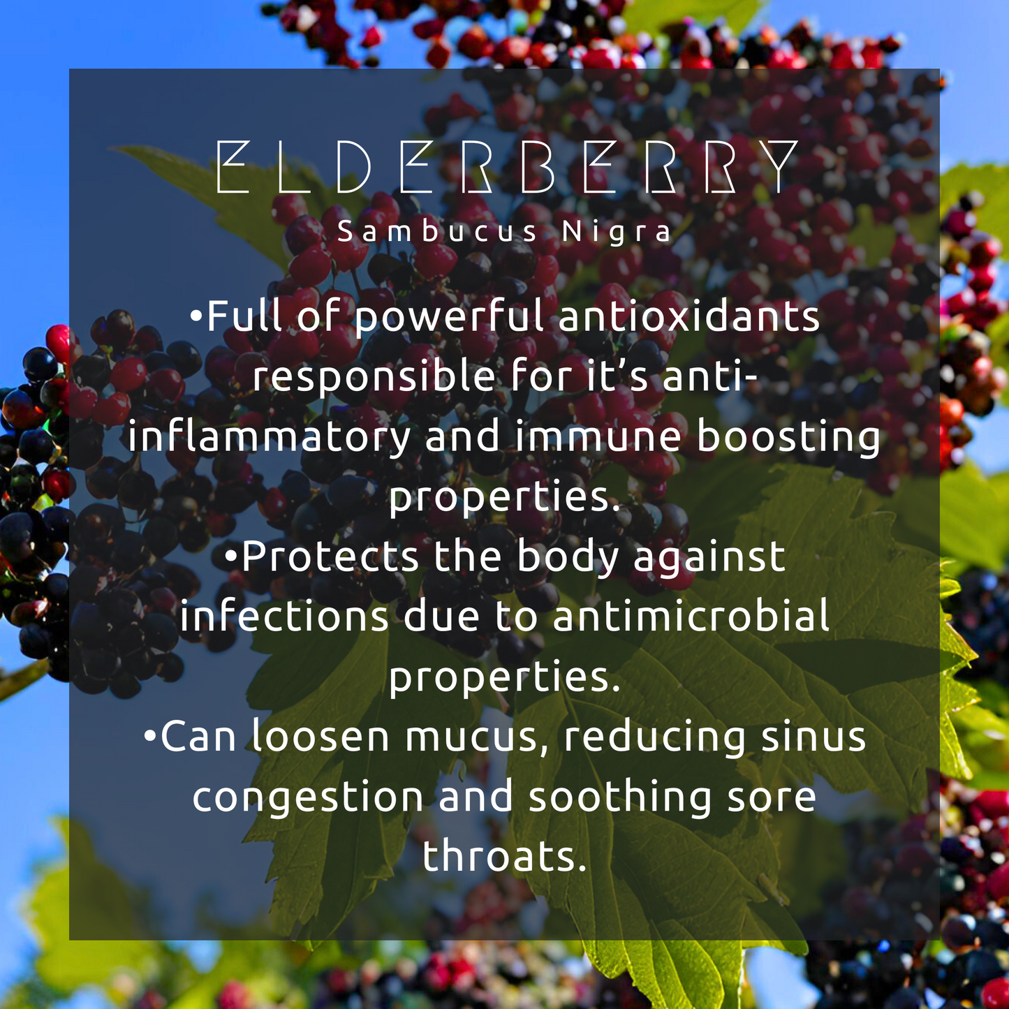Immunity Booster